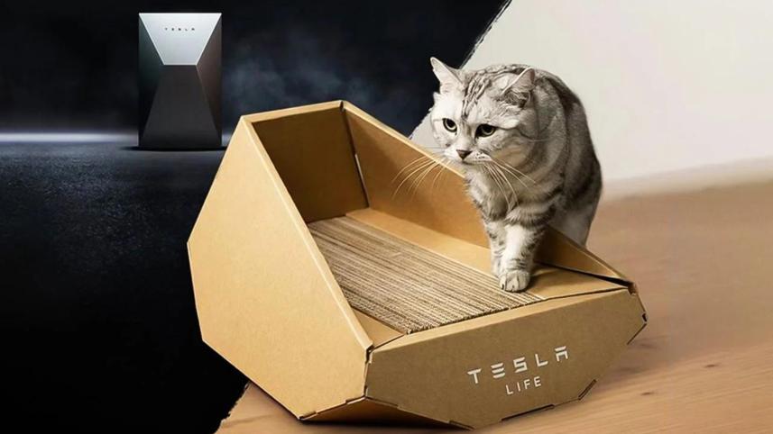 tesla cat bed.jpg