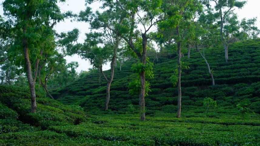 sylhet Reasons why you should travel within Bangladesh