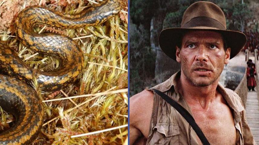 snake_species_named_after_harrison_ford.jpg