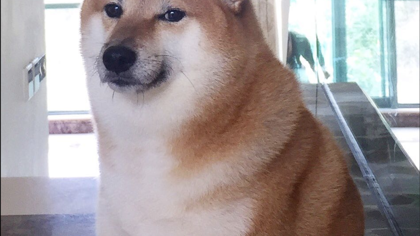 Cheems Doge