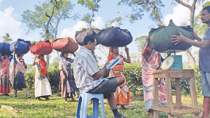 There are 168 tea estates in the country, according to Bangladesh Tea Association, a platform of tea garden owners. 