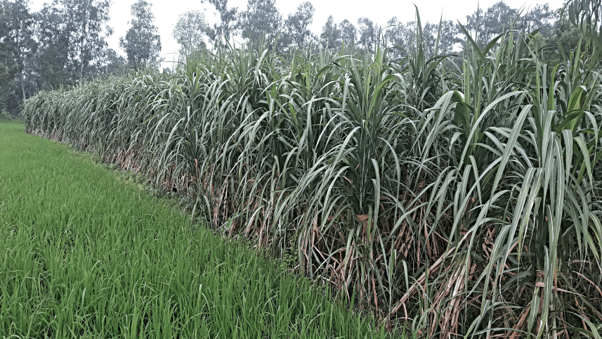 new-sugarcane-prices-2.gif