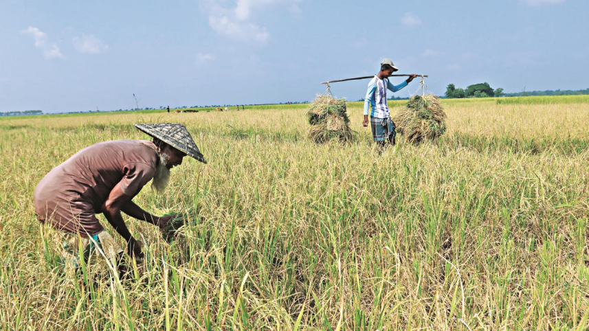 aman_paddy_rice_field_agriculture_.png