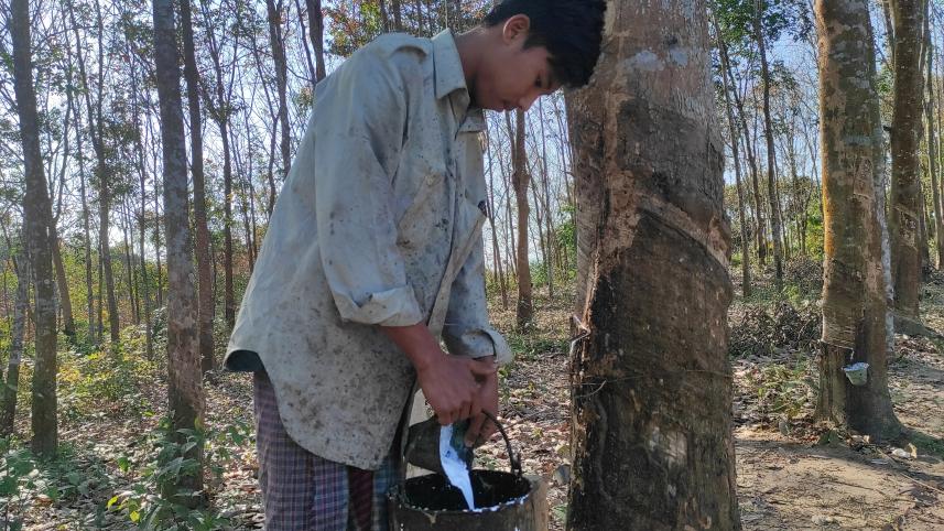 Prices of latex, rubber sheets keep falling, hitting growers