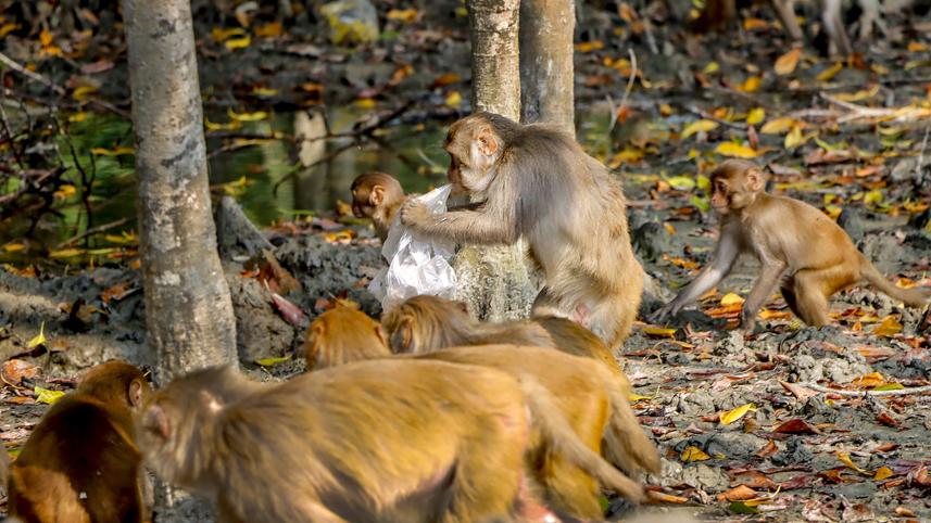 khulna monkey
