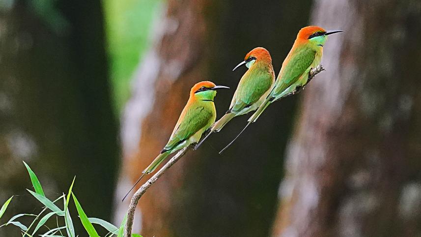 Asian green bee-eaters