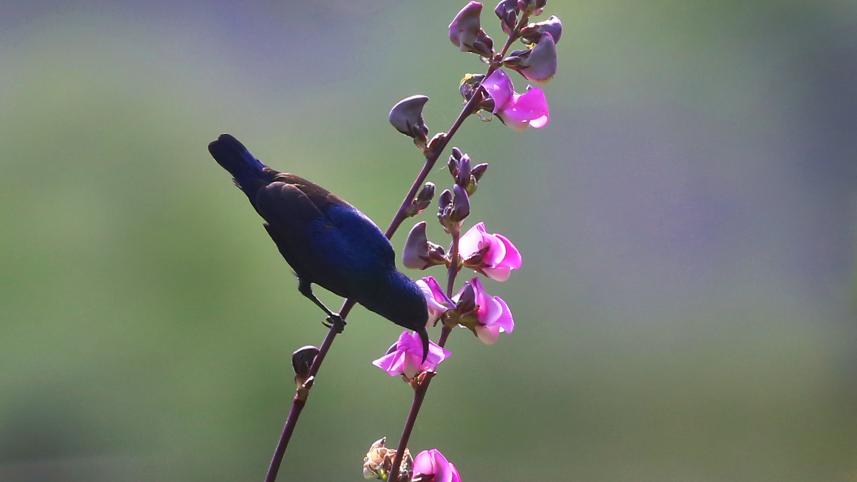 purple sunbird