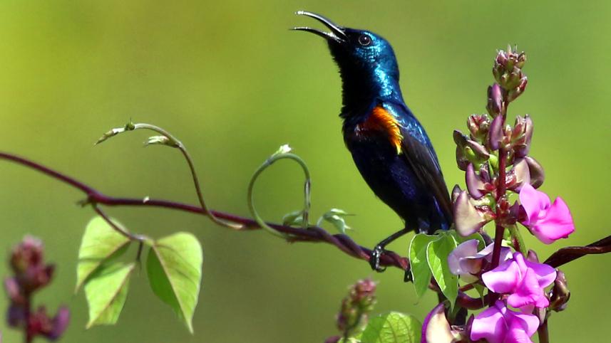 purple sunbird