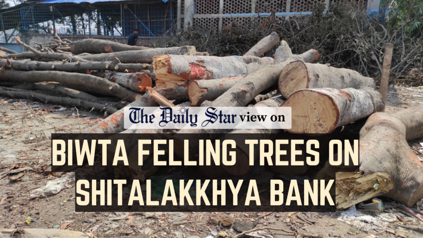 50 tree felling on the banks of the Shitalakkhya River