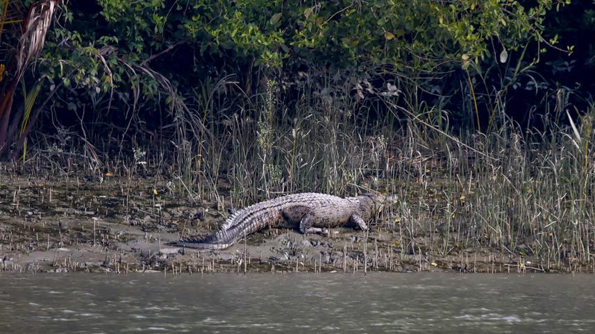 khulna crocodile