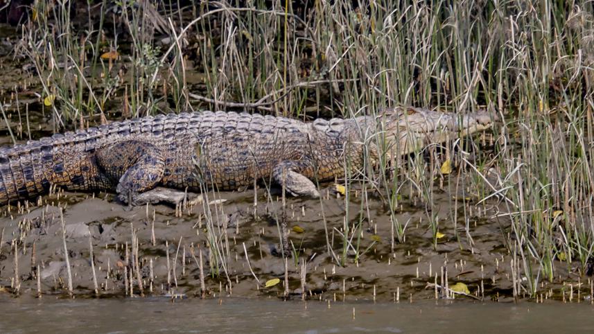 khulna crocodile
