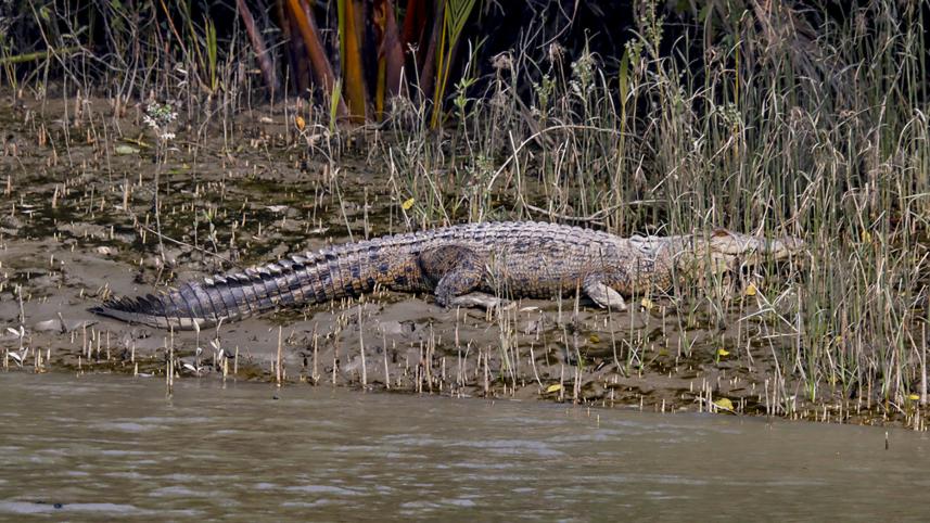 khulna crocodile