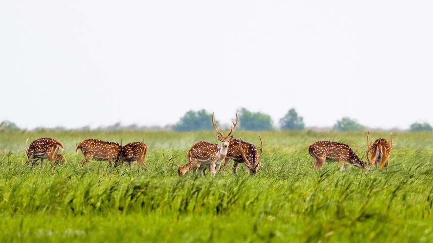 chitra_deer-khulna.jpg