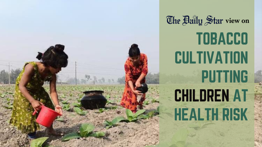 tobacco_cultivation_putting_children_at_health_risk.png