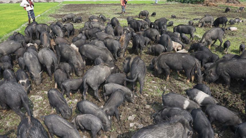 1._a_herd_of_pigs_in_ramdia_gopalganj_2017._photo._philip_gain.jpg