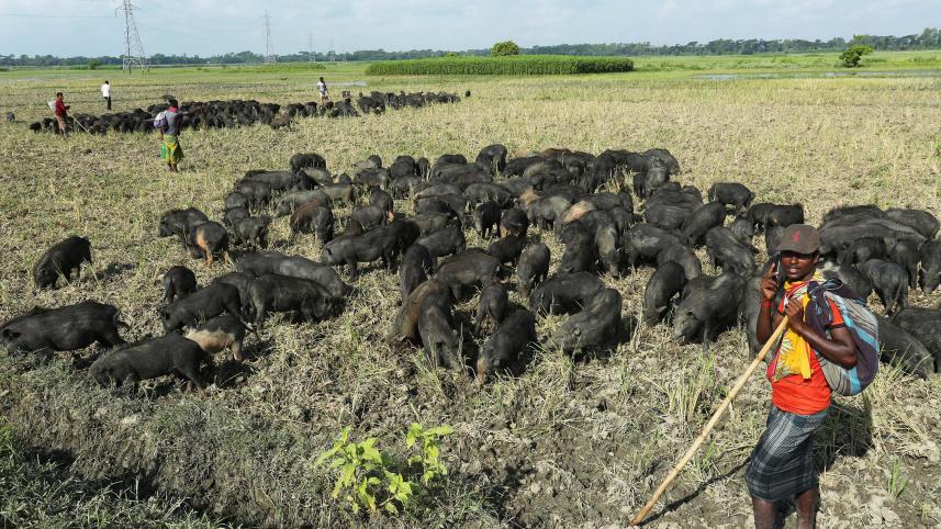 2._rakhals_with_their_herd_of_pigs_gopalganj_2016._photo.philip_gain.jpg