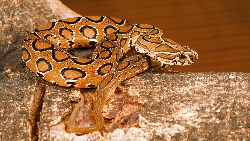 Antivenoms of Russell’s viper