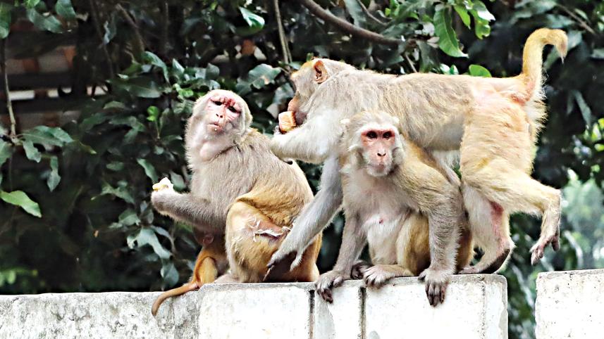 rhesus-monkeys.jpg