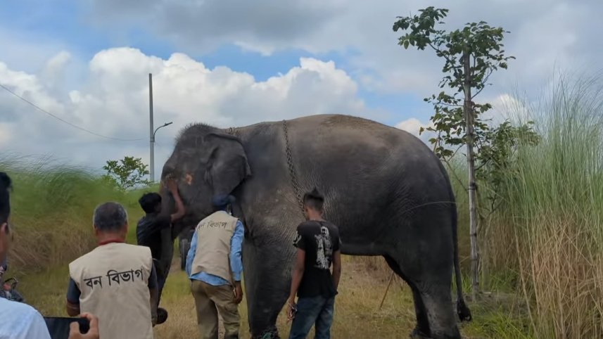 Elephant rescued in Narayanganj after viral torture video sparks outrage