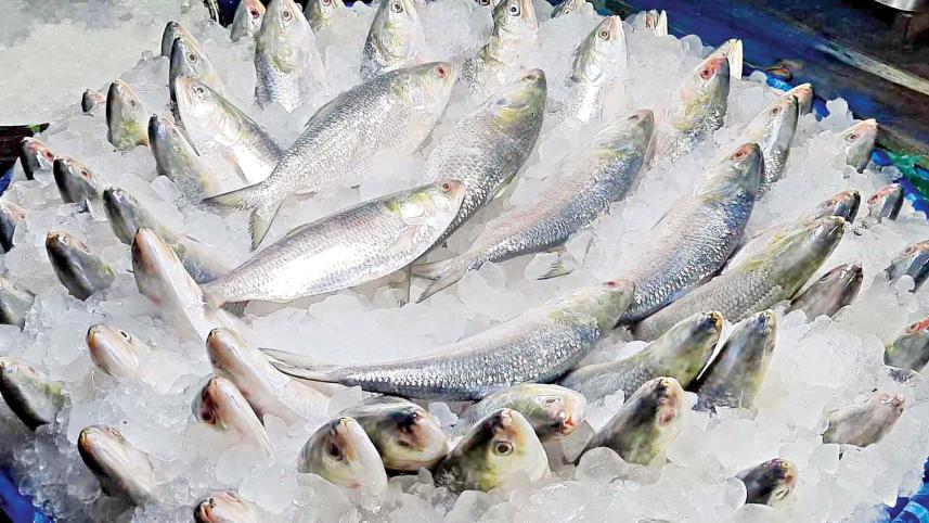 Hilsa export