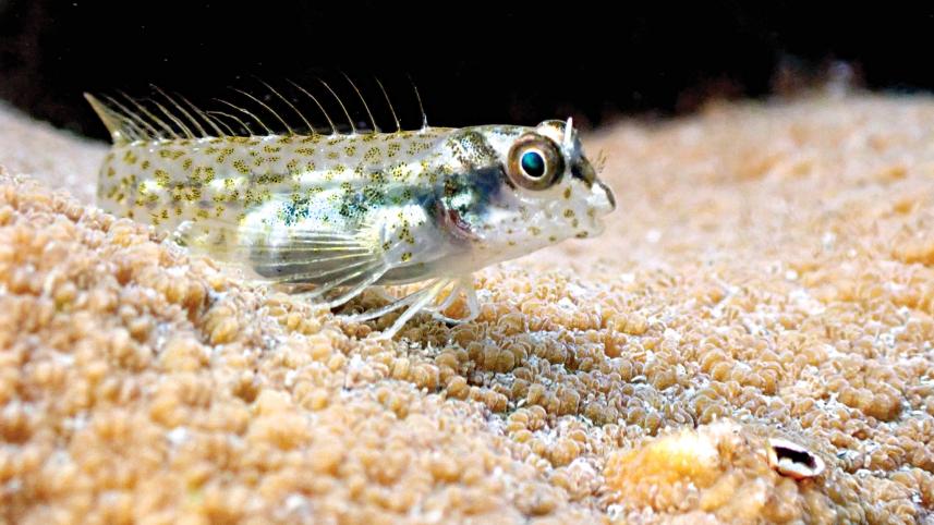 small-goby-fish.jpg