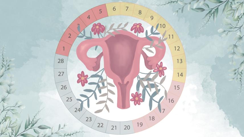 menstrual_cycle_graphic.jpg