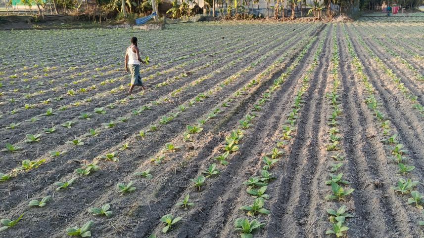 tobacco-cultivation.jpg
