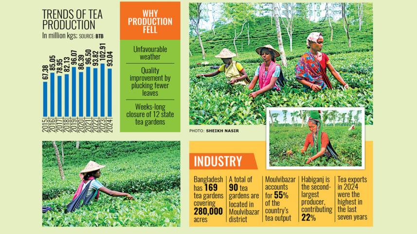 Bangladesh tea production decline