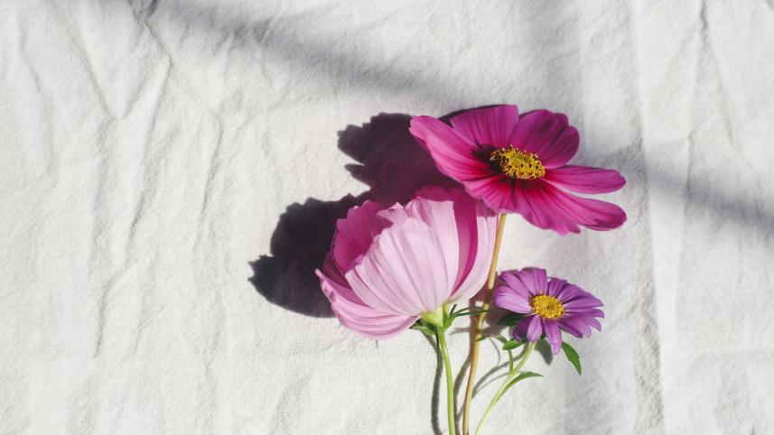 How to stop your flowers from dying as fast as your New Year’s Resolutions         kendall-scott-38ehxlcm2qg-unsplash.jpg