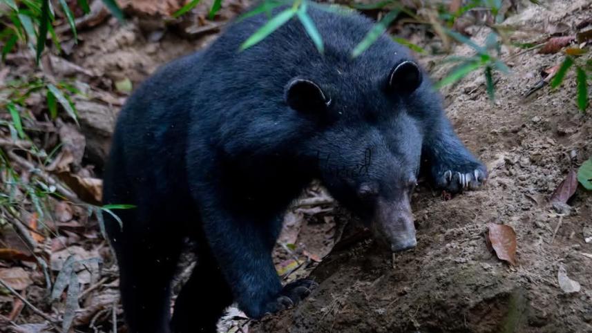 black_asiatic_bear.jpg