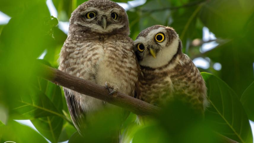 Dhaka's birds are disappearing — should we be worried?