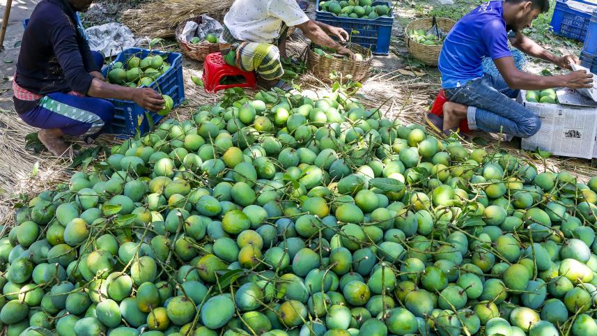 mango export from Bangladesh to China