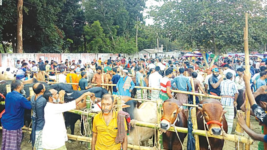 Eid cattle market sales in Bangladesh