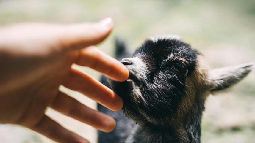 Qurbani Eid 101: Keep your sacrificial animal happy and healthy       pexels-anntarazevich-6796571.jpg