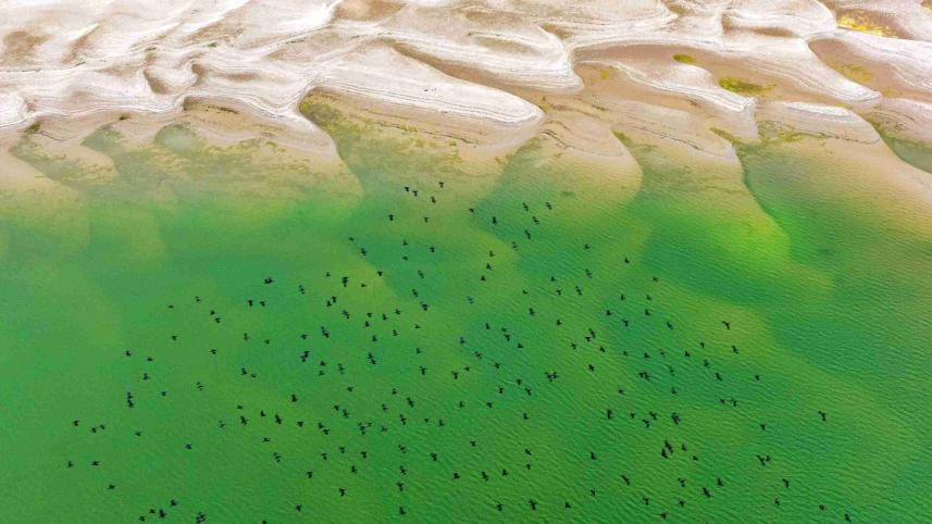 Pinu’s photo titled ‘Canvas of the Sand Flight’