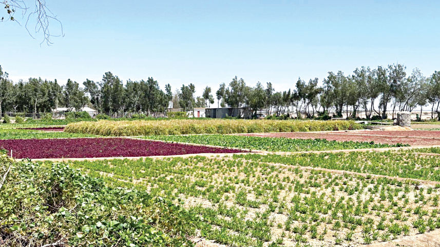 agriculture3.jpg