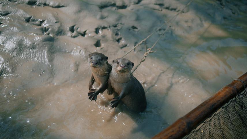 Why Narail’s otter‑fishing tradition could disappear forever