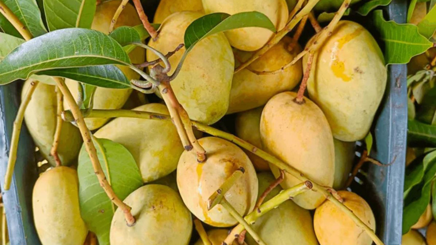 mango_exports_bd.jpg