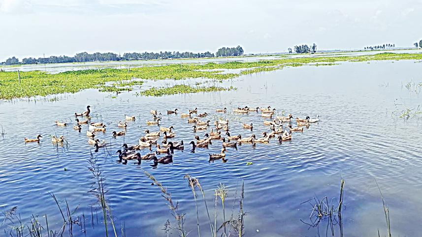 chalan-beel-1.jpg