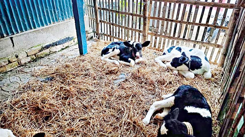 dairy cow farming Mothurapur Pabna