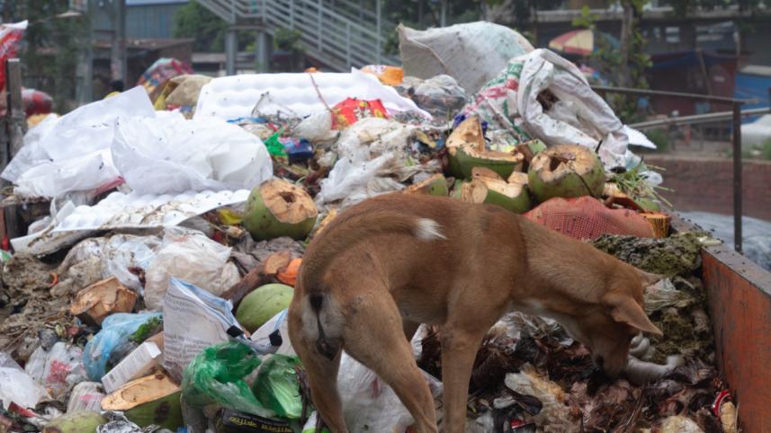 Do we care about animal cruelty? Bangladesh’s disturbing reality