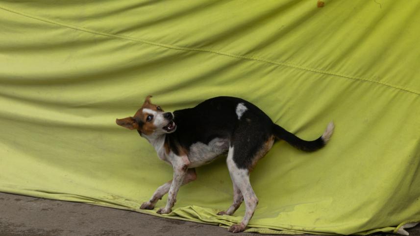 Do we care about animal cruelty? Bangladesh’s disturbing reality