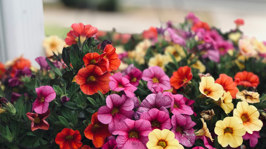 Transform your terrace with colourful winter blooms this season     emma-henderson-gahh-21dq-8-unsplash.jpg