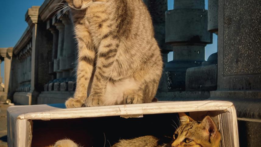 Cold weather puts animals at risk—here’s what you can do    mohaned-eribi-cfhb68k_lmo-unsplash.jpg