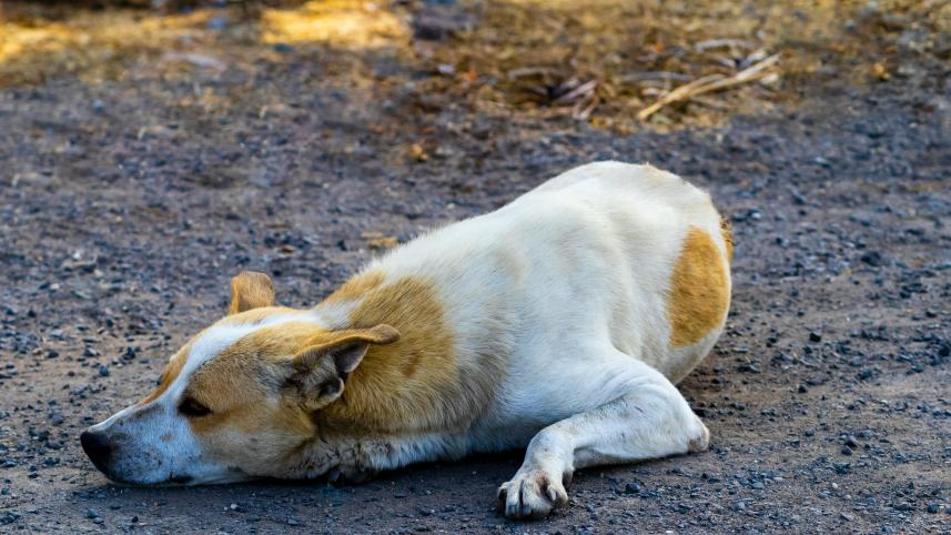 Cold weather puts animals at risk—here’s what you can do    vd-photography-32ifkzcrlyc-unsplash.jpg