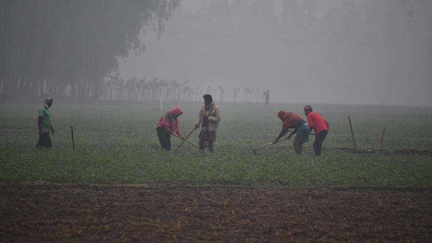 cold wave advisory for farmers Bangladesh