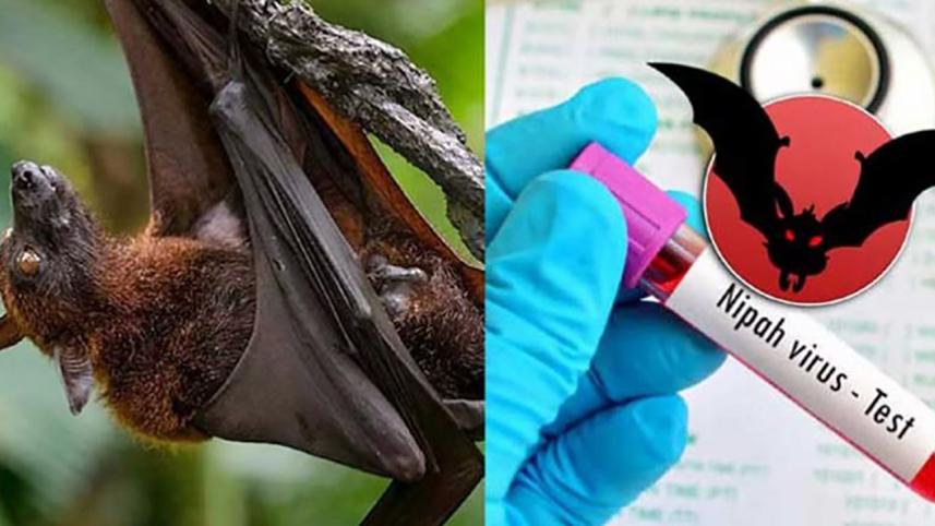 Nipah virus.jpg