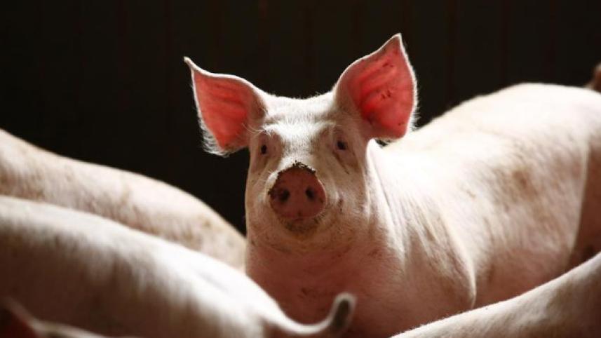 Hong Kong African swine fever.jpg