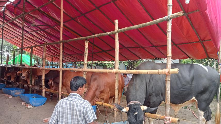 Business story on cow_e569.jpg