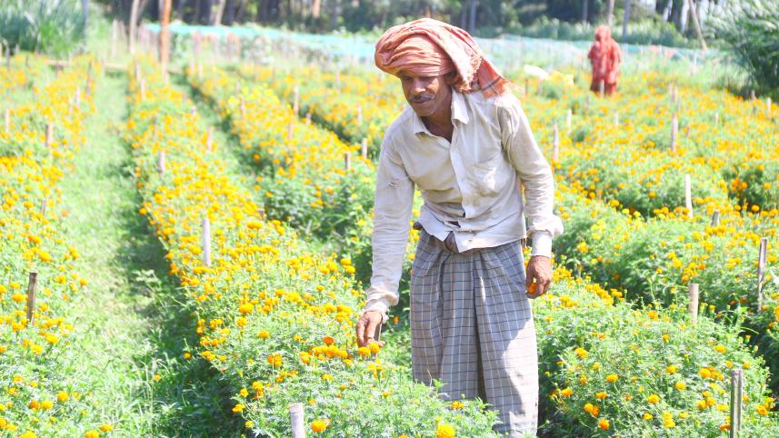 From banned out law to flower grower in Jhenidah leading peaceful life_cfa3.jpg